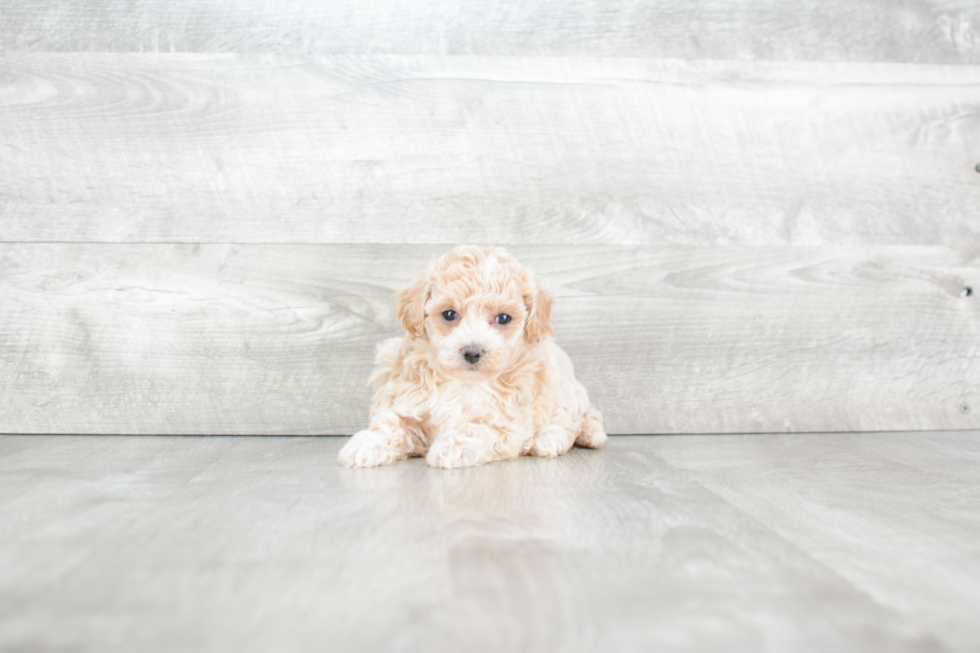 Maltipoo Pup Being Cute