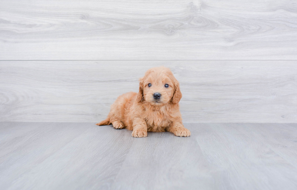 Happy Mini Goldendoodle Baby