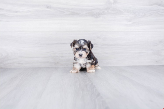 Hypoallergenic Yorkie Designer Puppy