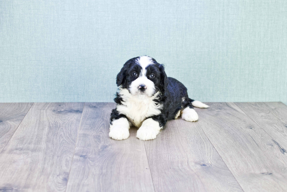 Popular Mini Bernedoodle Poodle Mix Pup