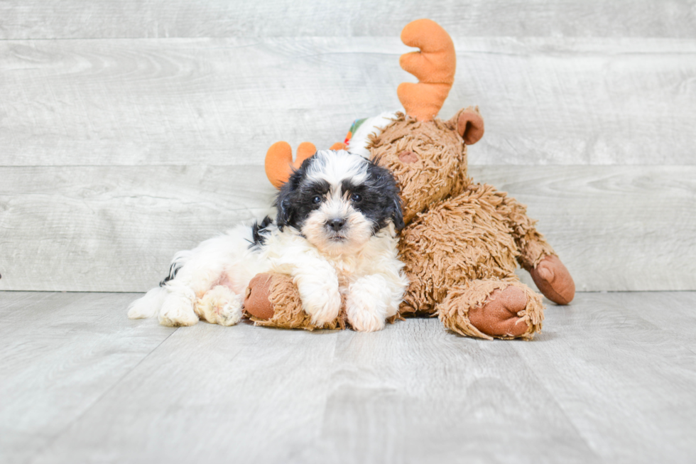 Happy Teddy Bear Baby