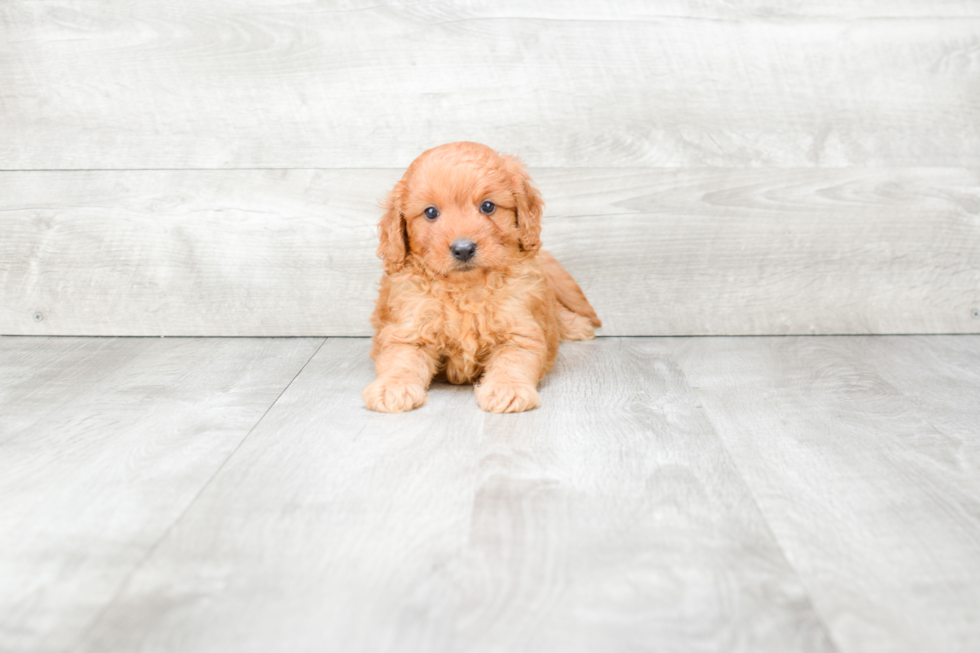 Popular Mini Goldendoodle Poodle Mix Pup