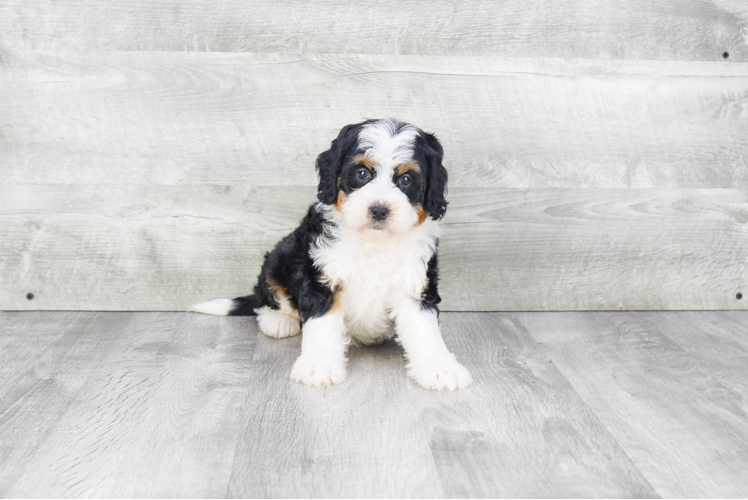 Mini Bernedoodle Pup Being Cute