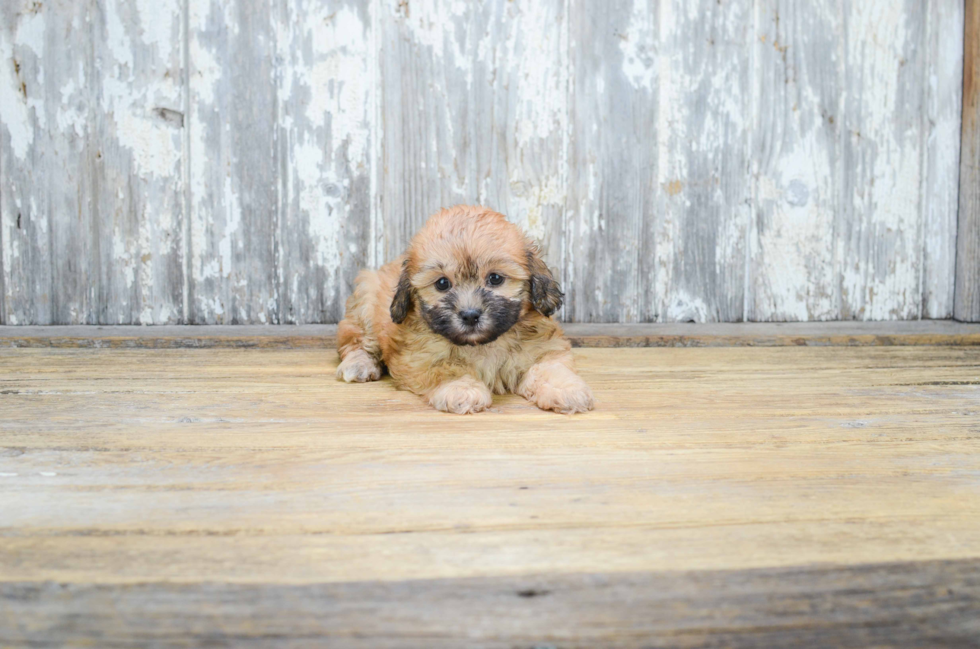 Teddy Bear Puppy for Adoption