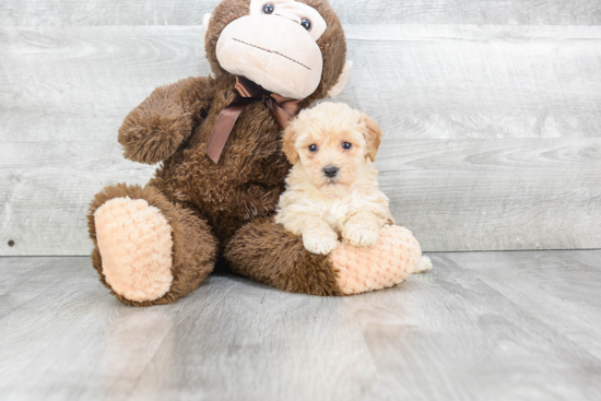 Playful Maltepoo Poodle Mix Puppy