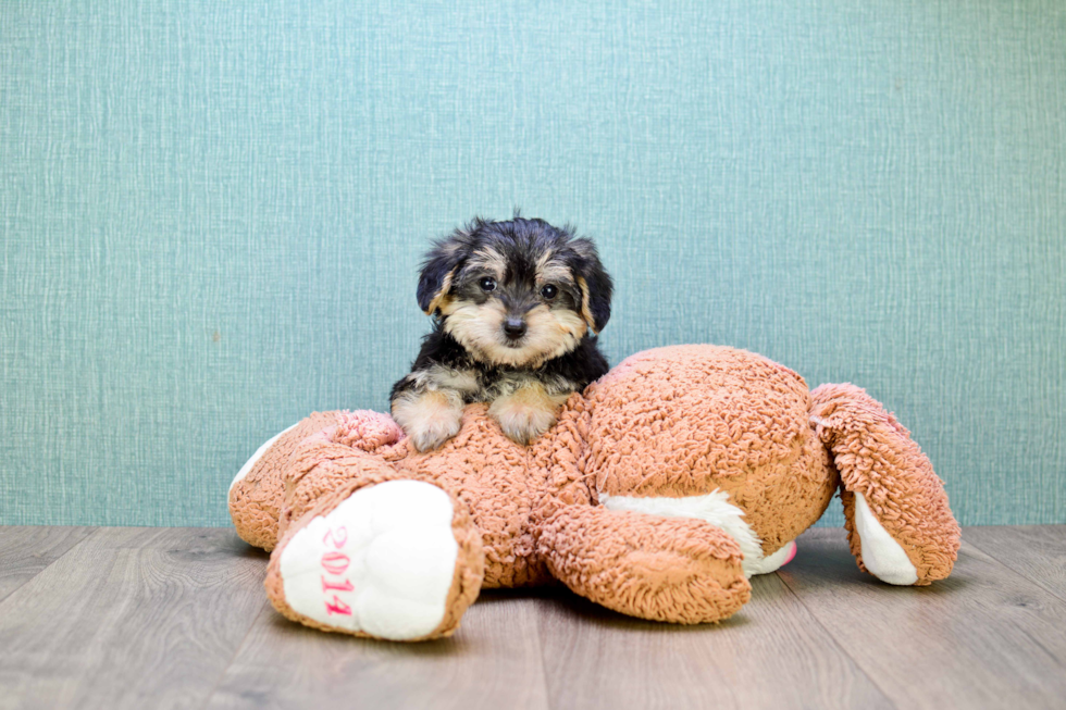 Popular Morkie Designer Pup