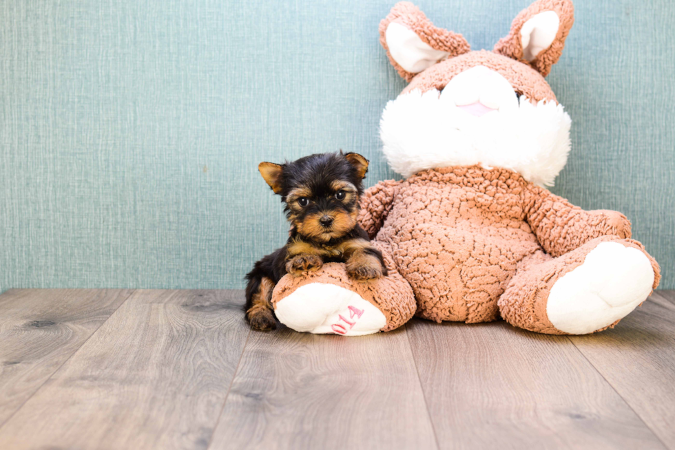 Meet Twinkle - our Yorkshire Terrier Puppy Photo 