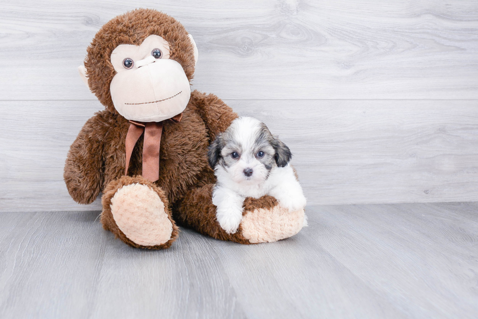 Funny Teddy Bear Designer Pup