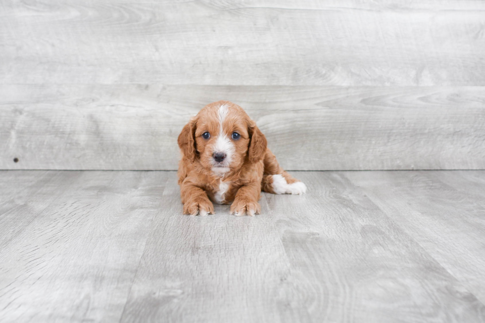 Cavapoo Pup Being Cute