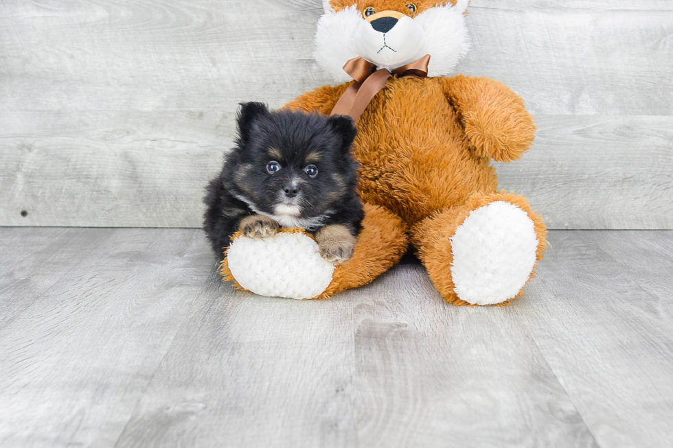 Pomeranian Puppy for Adoption