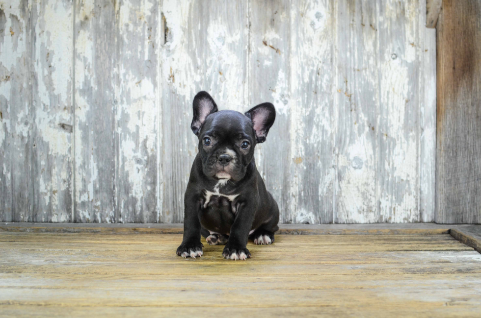 Small French Bulldog Baby