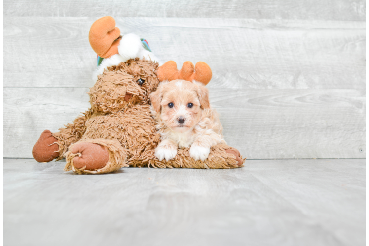 Sweet Maltipoo Baby