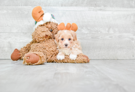 Sweet Maltipoo Baby