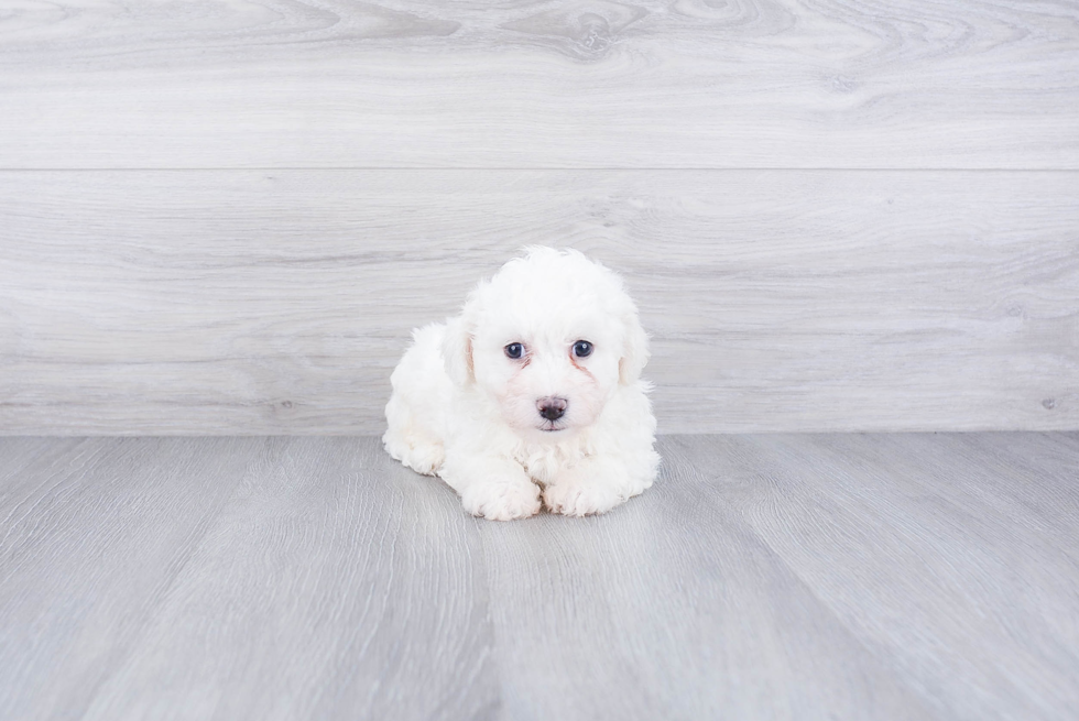 Bichon Frise Pup Being Cute