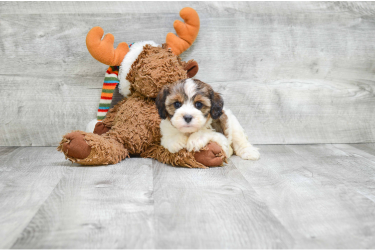 Best Cavapoo Baby