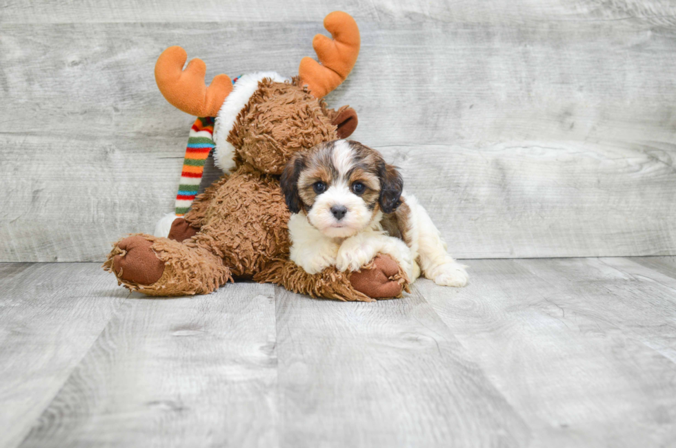 Best Cavapoo Baby