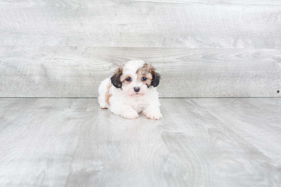 Teddy Bear Pup Being Cute