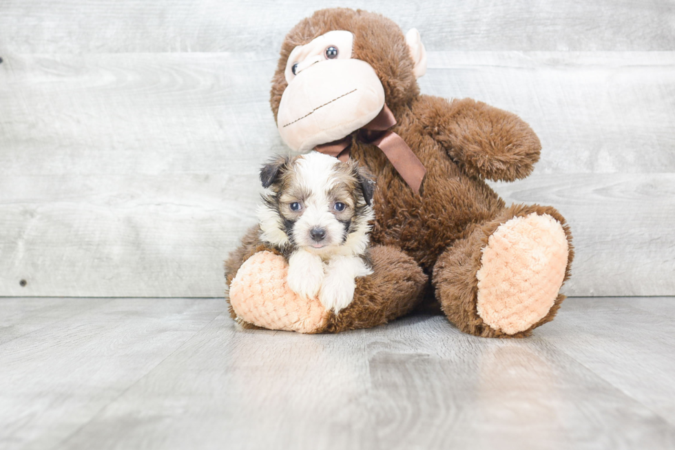 Sweet Mini Aussiedoodle Baby