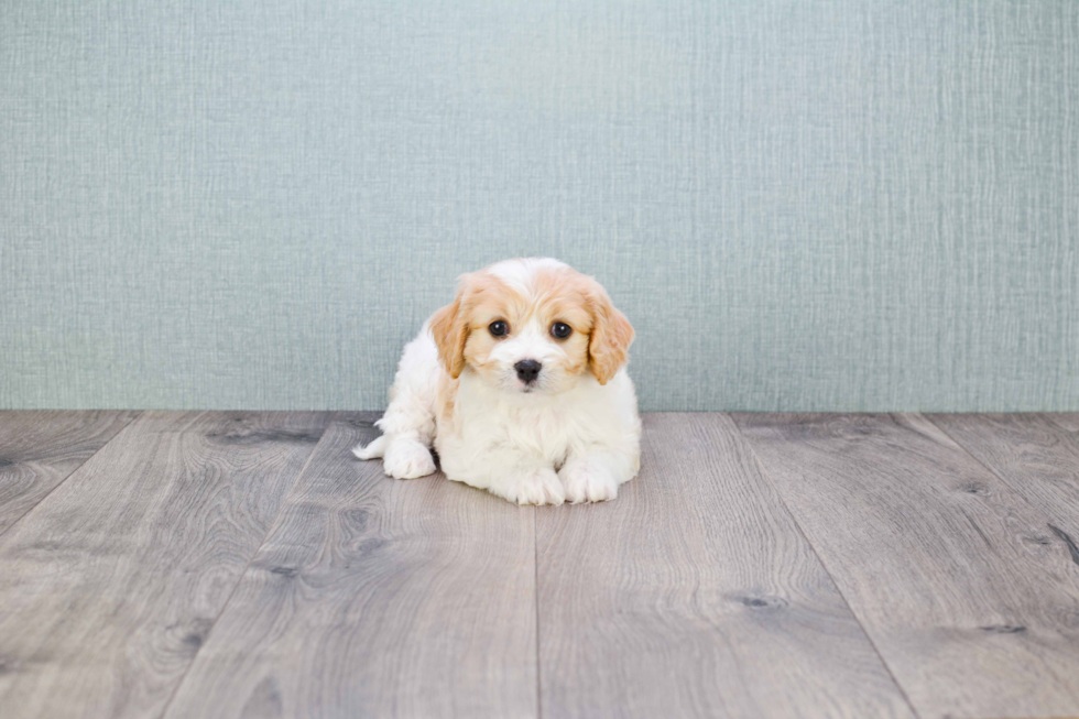 Happy Cavachon Baby