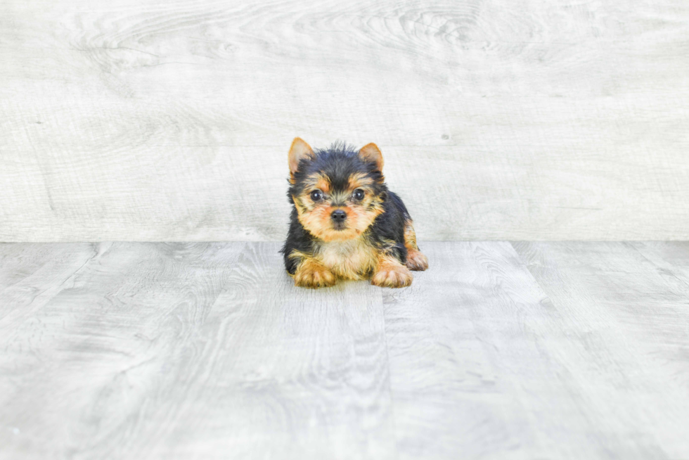 Meet Isabella - our Yorkshire Terrier Puppy Photo 