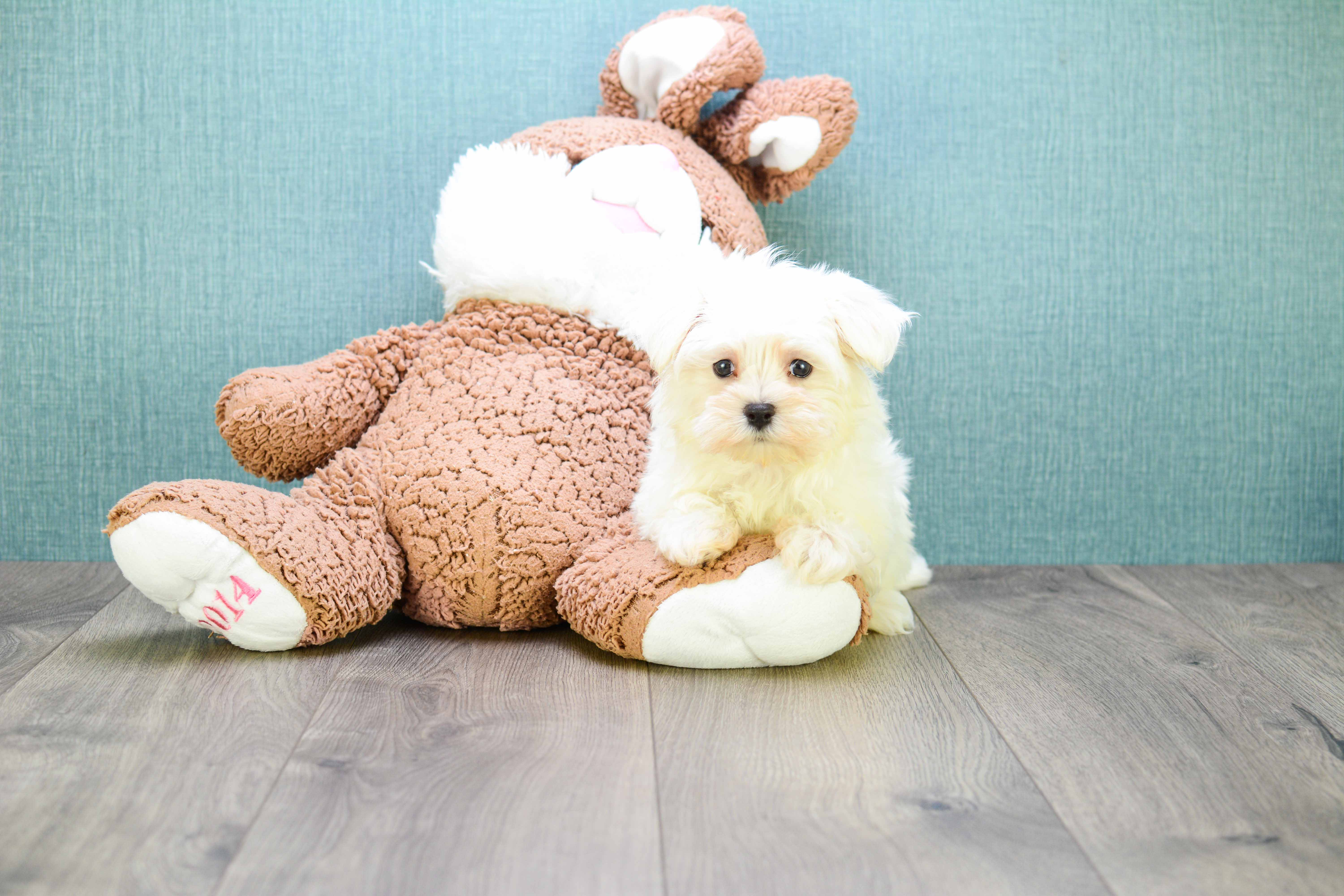 Maltese Pup Being Cute