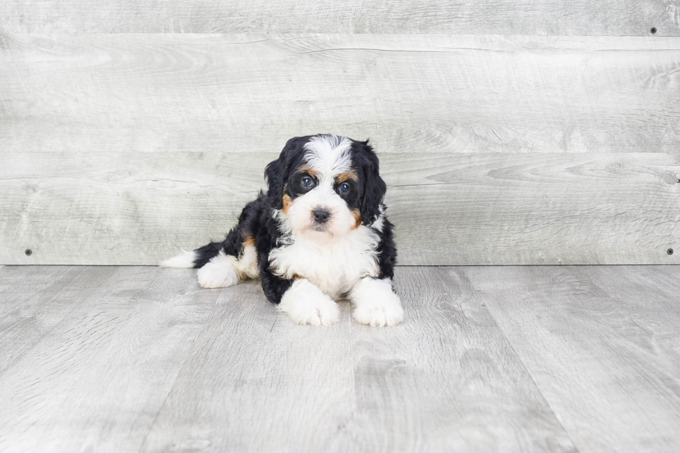 Mini Bernedoodle Pup Being Cute