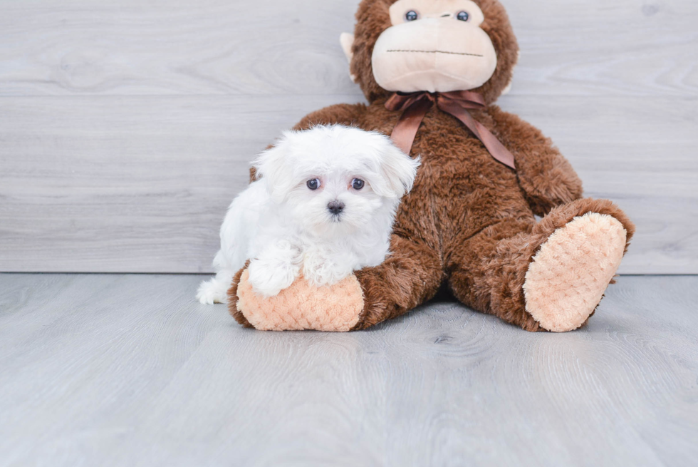 Maltese Puppy for Adoption