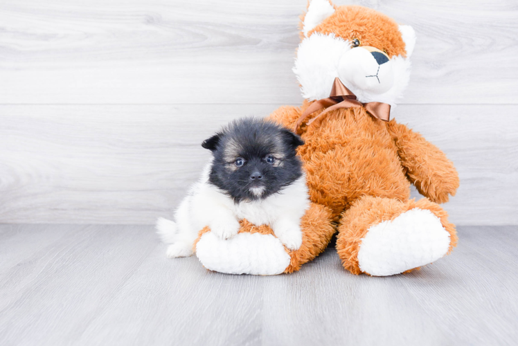 Best Pomeranian Baby