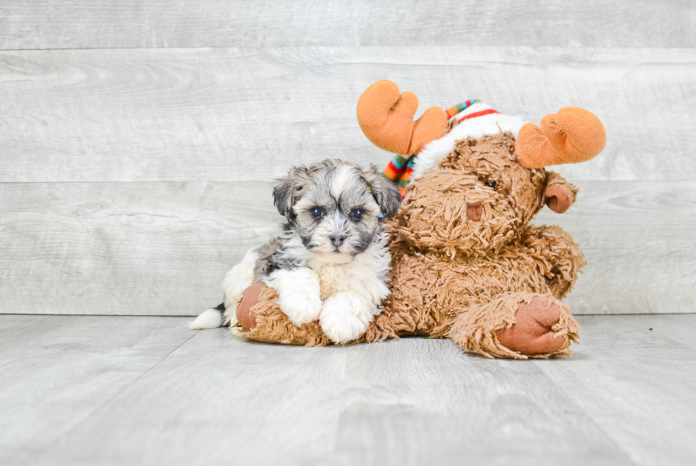 Best Havanese Baby