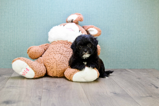 Funny Teddy Bear Designer Pup