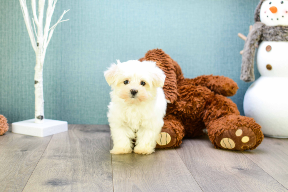 Smart Maltese Purebred Puppy