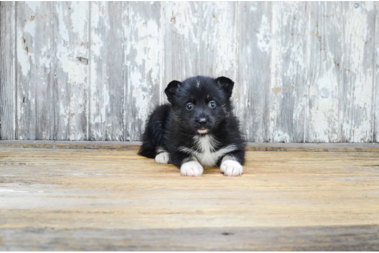 Pomsky Pup Being Cute