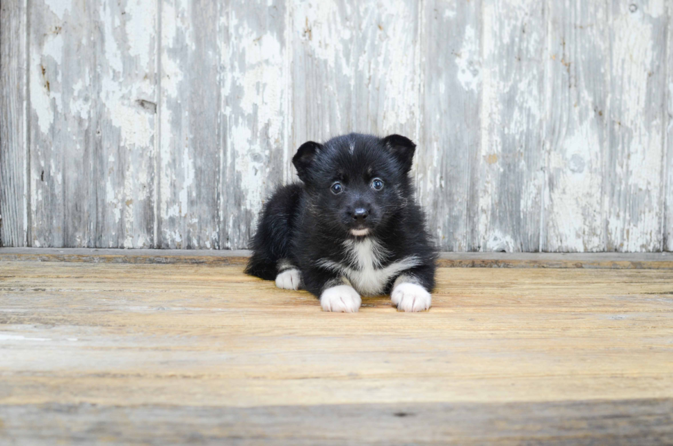 Pomsky Pup Being Cute