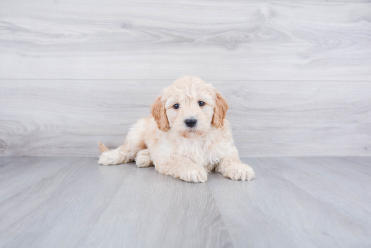 Mini Goldendoodle Pup Being Cute