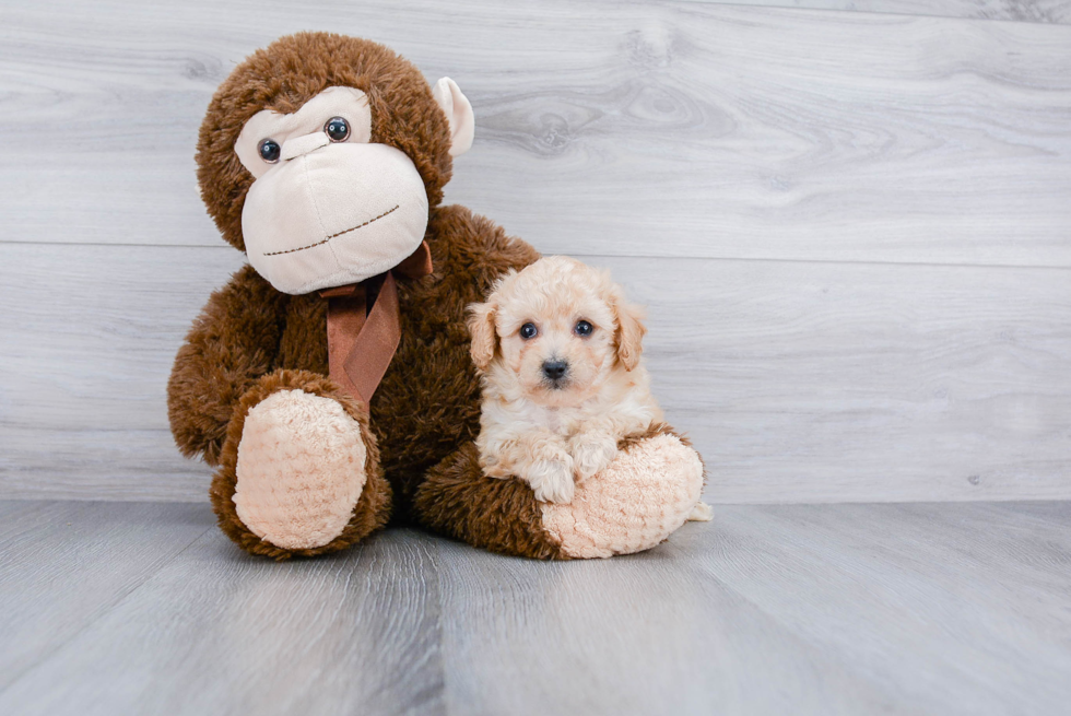 Poodle Pup Being Cute