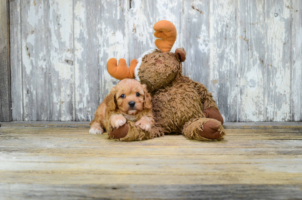 Smart Cavapoo Poodle Mix Pup