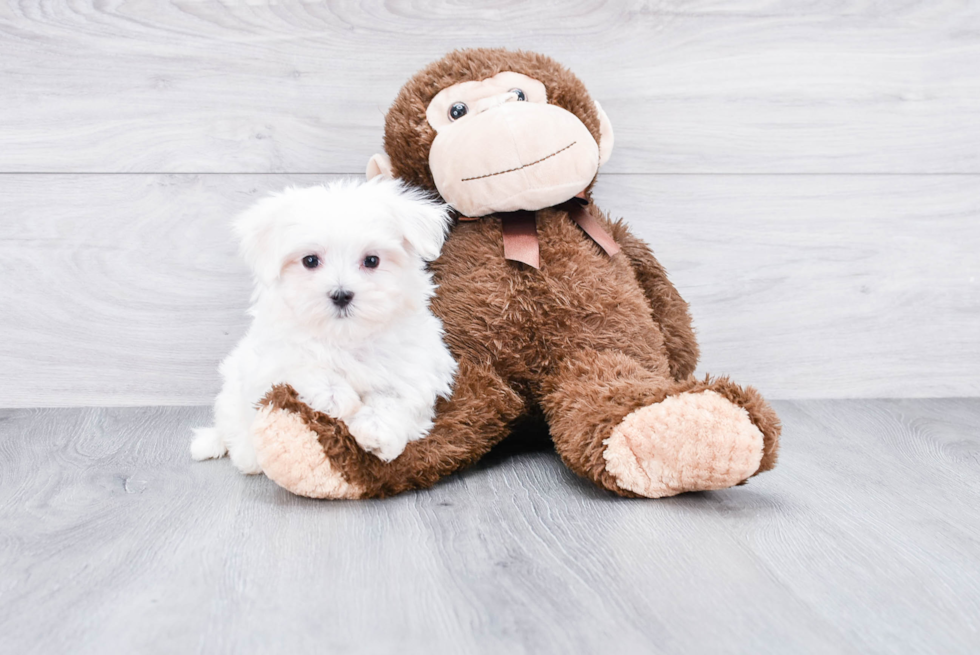 Maltese Pup Being Cute