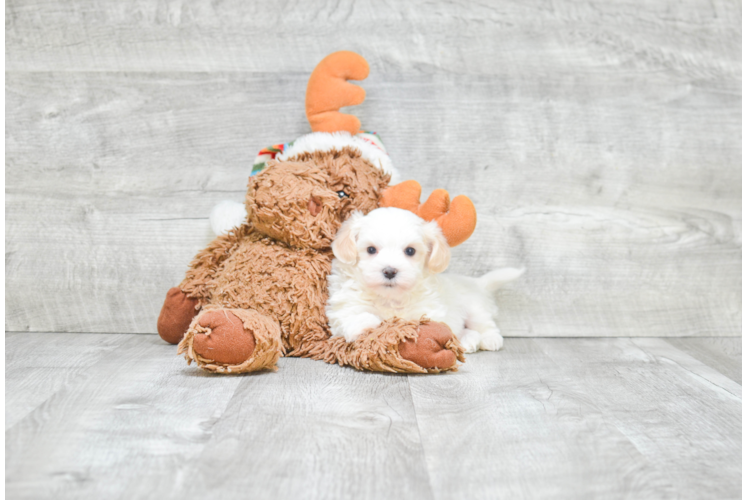 Happy Teddy Bear Baby