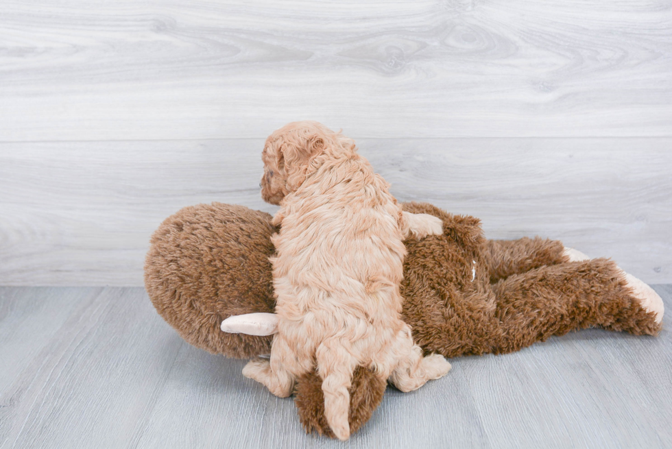 Playful Cavoodle Poodle Mix Puppy