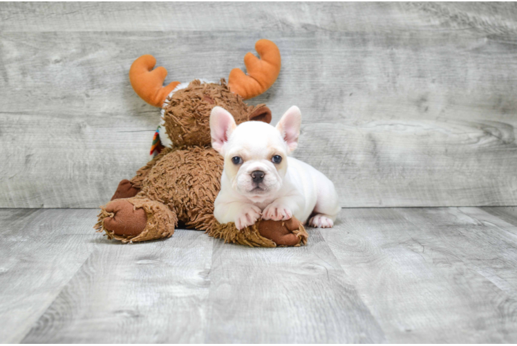 French Bulldog Puppy for Adoption