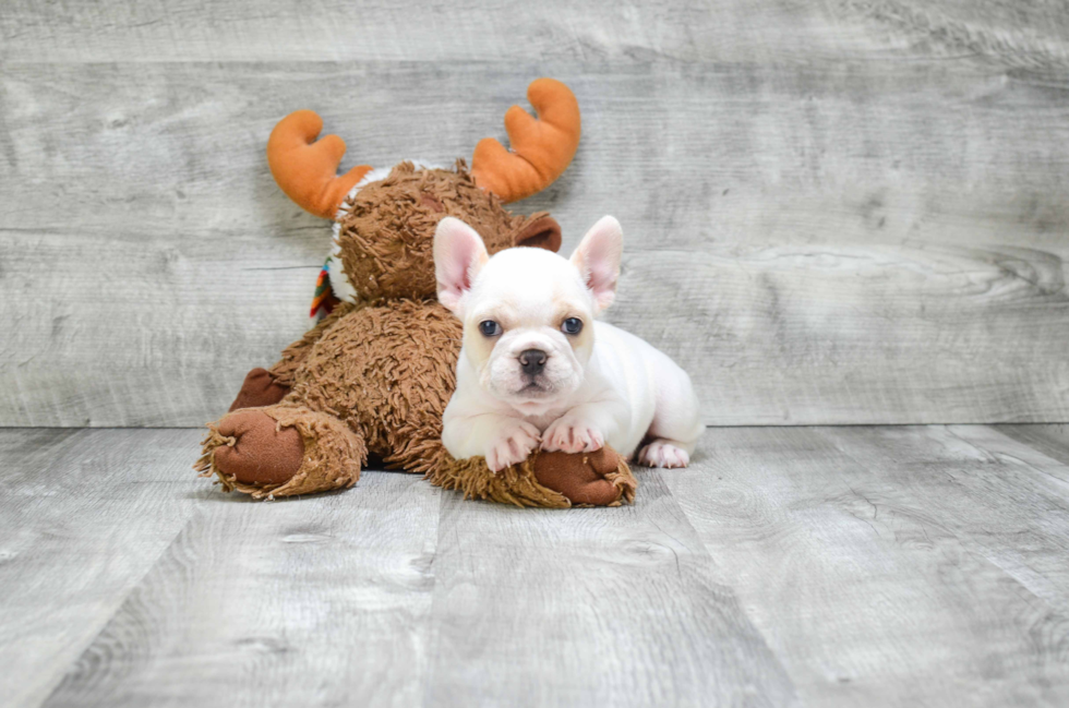 French Bulldog Puppy for Adoption