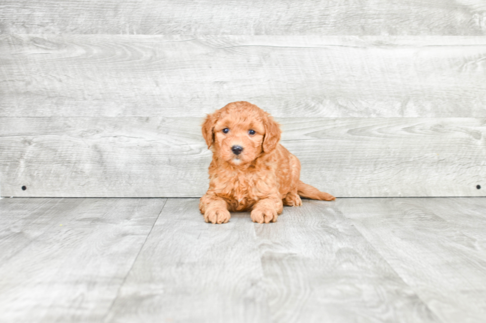 Mini Goldendoodle Puppy for Adoption