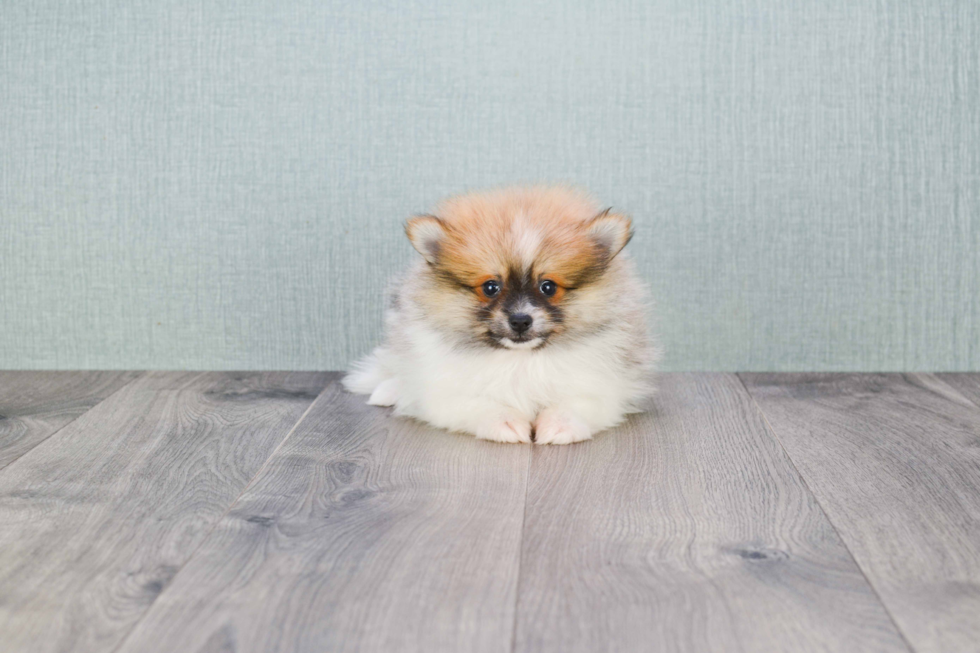 Pomeranian Pup Being Cute