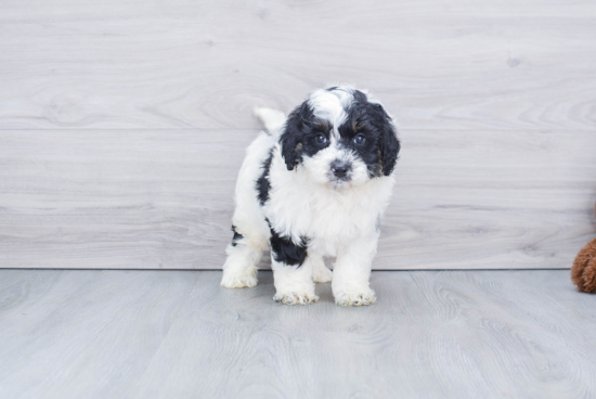 Cute Mini Bernedoodle Baby