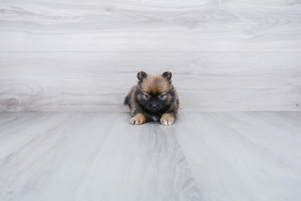 Adorable Pomeranian Purebred Puppy