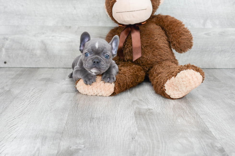 Best French Bulldog Baby