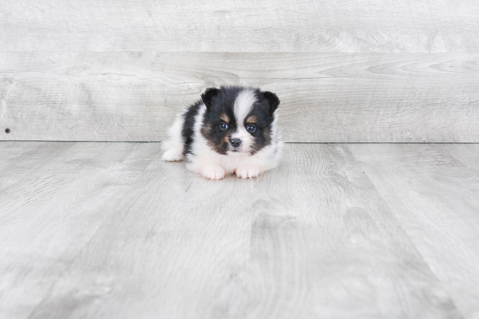 Smart Pomeranian Purebred Puppy