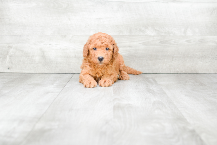 Mini Goldendoodle Pup Being Cute