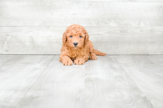 Mini Goldendoodle Pup Being Cute