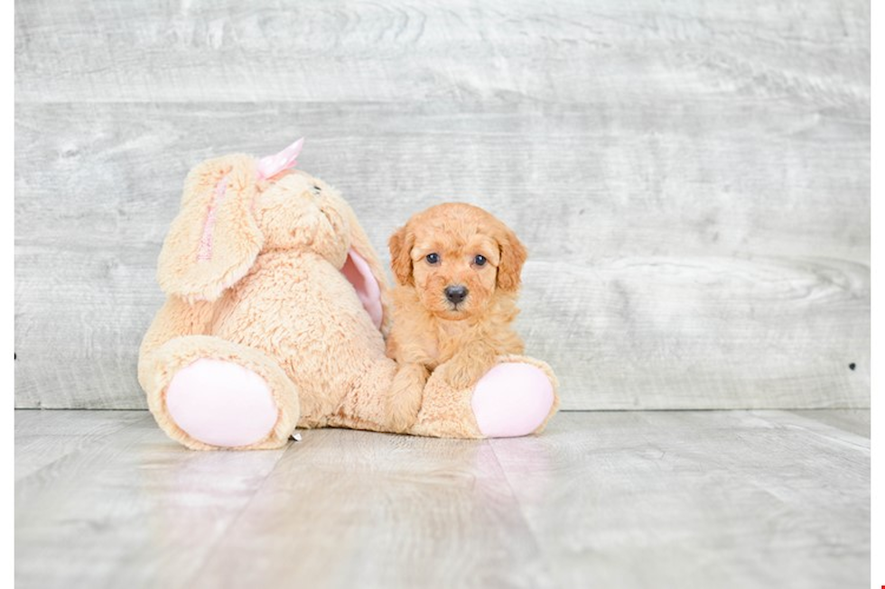 Mini Goldendoodle Puppy for Adoption